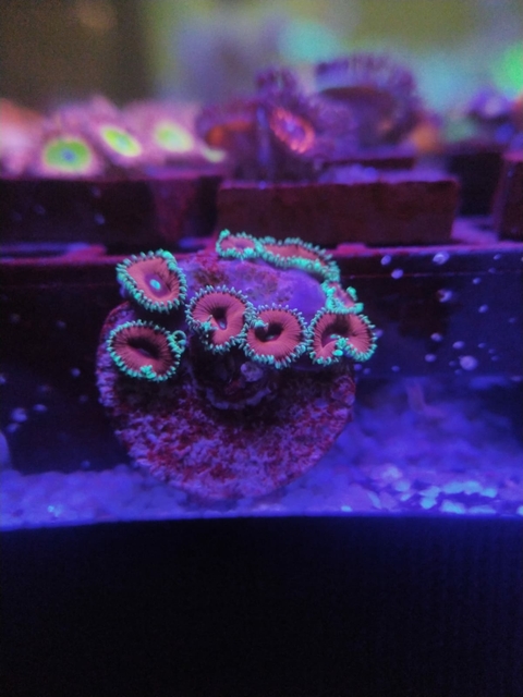 Palythoa Purple Death (+5 Pólipos)
