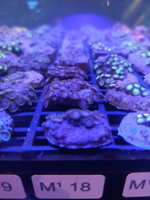 Zoanthus Black Hornet (+ 10 Pólipos)