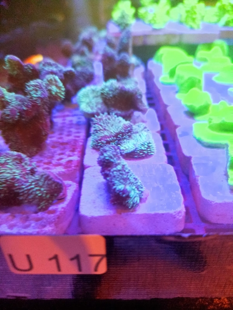 Pavona Cactus (Muda)