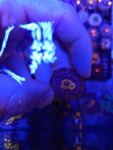 Palythoa Utter Peace (+3 Pólipos)