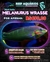 Melanurus Wrasse