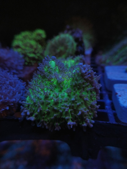 Mursh Orelha de Elefante (Boca)