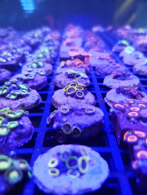 Zoanthus Candy Crush (+6 Pólipos)