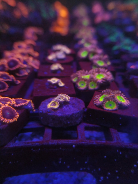 Palythoa Whyte Walker (+3 Pólipos)