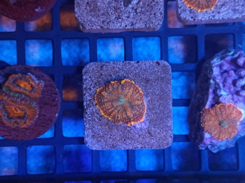 Mursh Rodachtis Malibu Sunset (Boca)