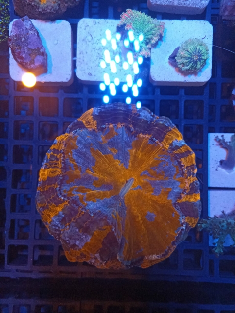 Acantophylia de Manto Orange