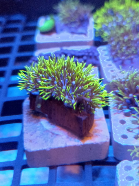 Green Star Polips (Muda)