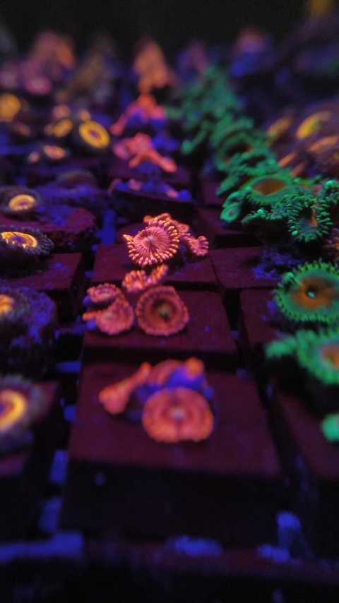 Palythoa Pink Sakura (+2 Pólipos)