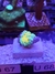 Ricordea Yumma Tricolor (Muda)