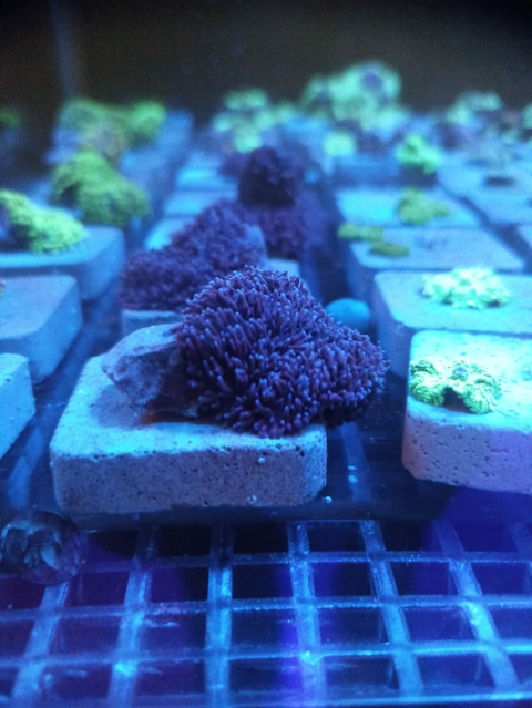 Mursh Brown Hair (Muda)