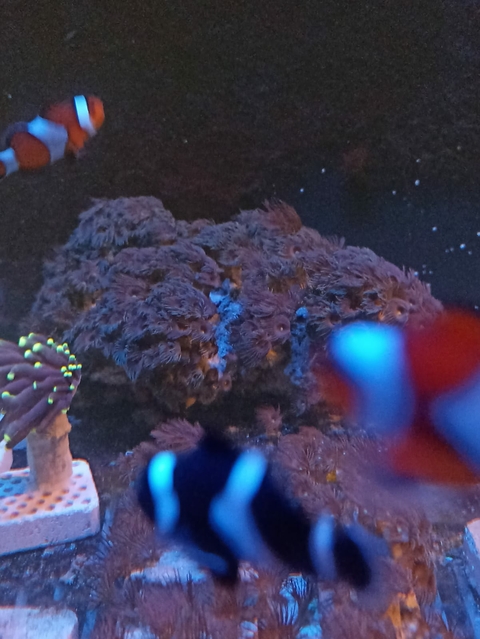 Colonia Yellow Polips