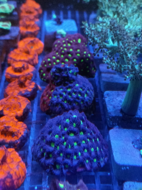 Favites War (Peça 2)