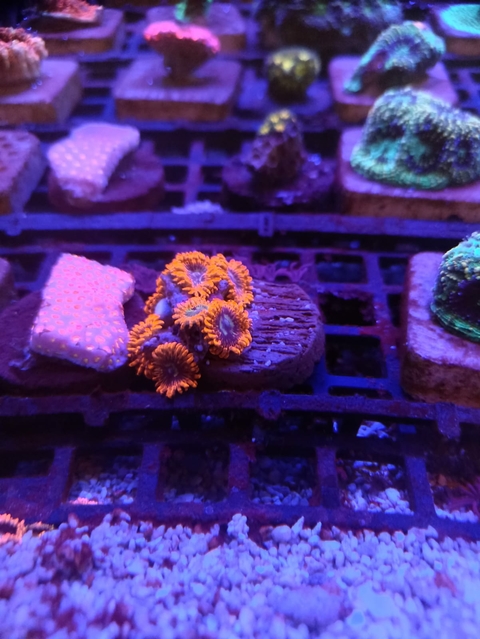 Palythoa Lunar Eclipse (+8 Pólipos)