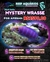 Mystery Wrasse