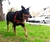 PRETAL ANTI TIRO SIMPLE - Paseo Canino