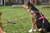 PRETAL H SIMPLE - Paseo Canino