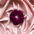 Velvet Gogo Orquidea - comprar online