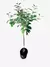 Planta de Manzana de 120cm aprox. - comprar online