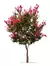 Árbol de Júpiter - Lagerstroemia indica