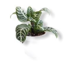 APHELANDRA M14