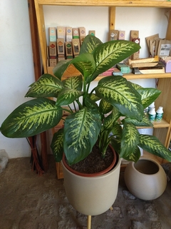 DIFEMBACHIA TROPIC M17