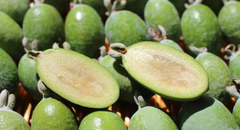 Acca sellowiana - Falso guayabo - comprar online