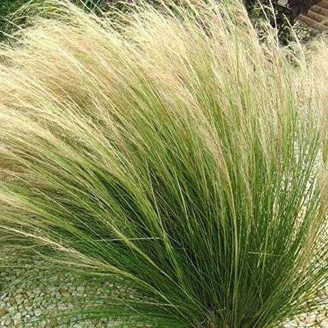 STIPA 3l