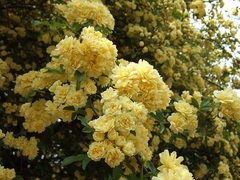 ROSA BANKSIAE LUTEA - comprar online