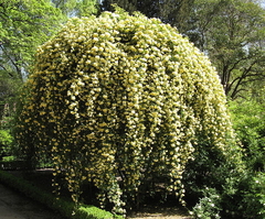 ROSA BANKSIAE LUTEA