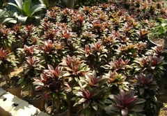 DRACENA BABY - comprar online