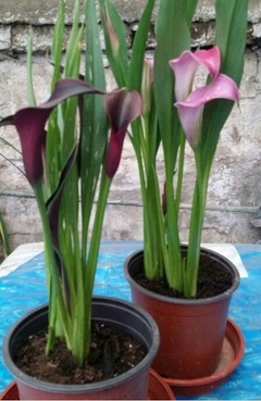CALAS DE COLOR - comprar online