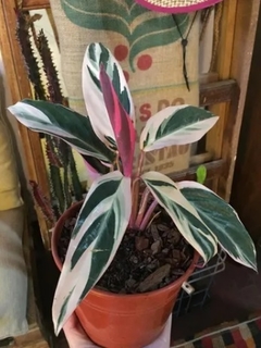CALATHEA STROMANTE en internet