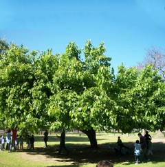 MORA HIBRIDA