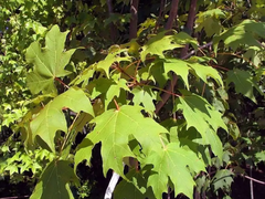 ACER BURGERIANO en internet