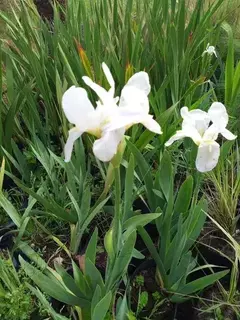 LIRIOS BLANCOS - IRIS GERMANICA en internet