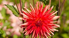 DALIA - comprar online