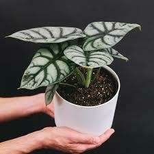 ALOCACIA SILVER DRAGON - comprar online