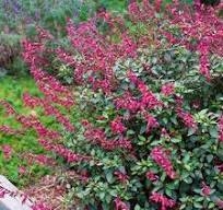SALVIA WENDY - comprar online