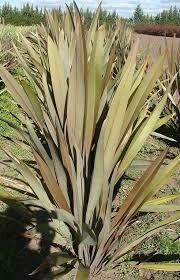 FORMIO BRONZINA