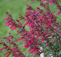 SALVIA WENDY en internet