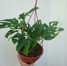 PHILODENDRO PERUVIANO BOWL - comprar online