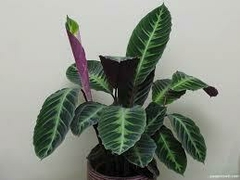 Calathea warszewiczii 3L en internet
