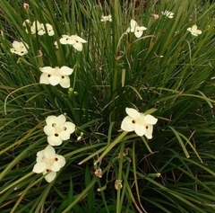 DIETES BICOLOR - comprar online