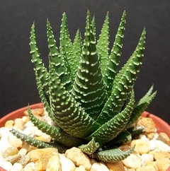 HAWORTHIA fasciata