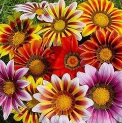 GAZANIA