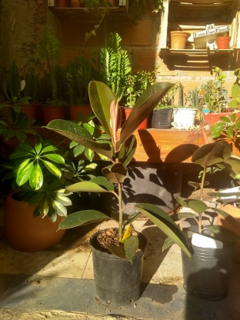 GOMERO VERDE