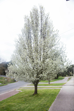 PYRUS CALLERYANA / PERAL DE FLOR