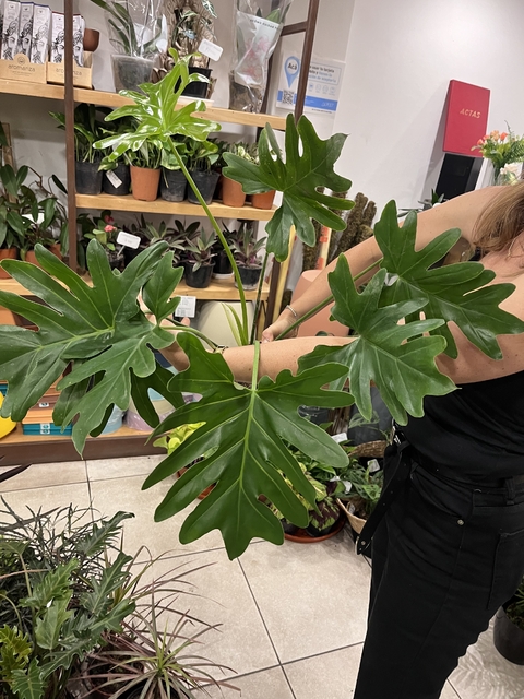 PHILODENDRO SELLOUM M14