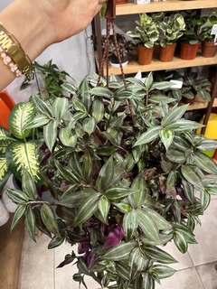 TRADESCANTIA ZEBRINA - BROTES VIVERO