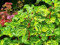 Iresine s12 - BROTES VIVERO